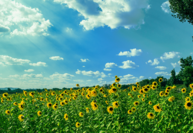 Santapan Harian Keluarga (SHK) – Minggu, 23 November 2025 Santapan Harian Keluarga (SHK) – Minggu, 23 November 2025