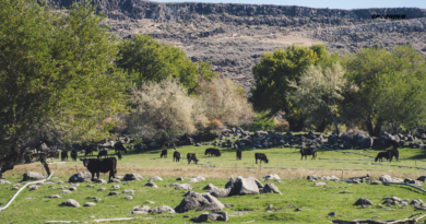 Santapan Harian Keluarga (SHK) – Senin, 26 Januari 2026