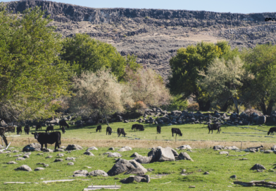 Santapan Harian Keluarga (SHK) – Senin, 26 Januari 2026 Santapan Harian Keluarga (SHK) – Senin, 26 Januari 2026