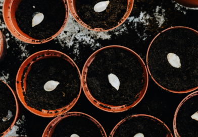 Santapan Harian Keluarga (SHK) – Jumat, 20 Maret 2026